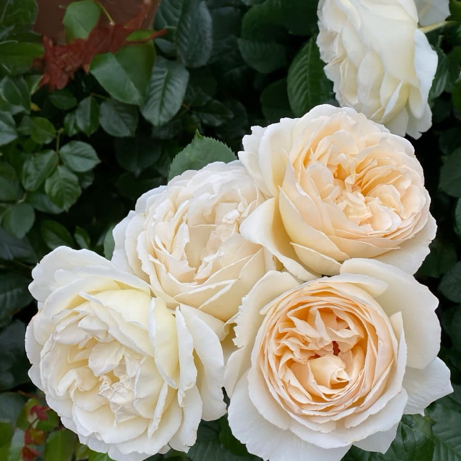 Edelrose 'Marzipan'® Pastellapricot