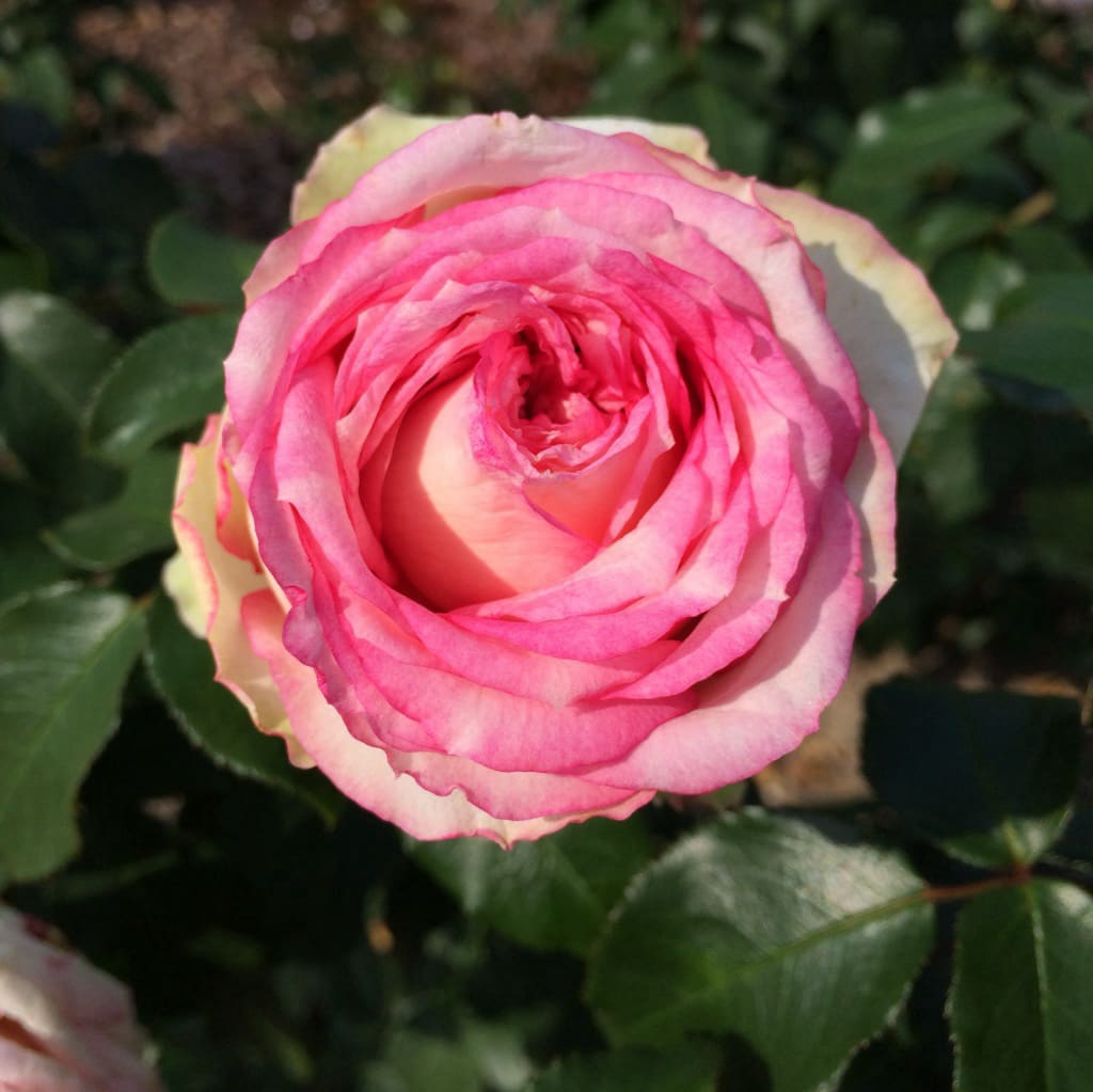 Edelrose 'Meine Rose' Rosa