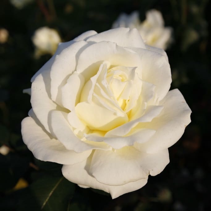 Edelrose 'Memoire'® Reinweiß-Creme