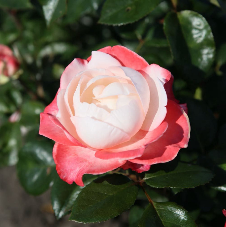 Edelrose 'Nostalgie'® Cremeweiß-Kirschrot