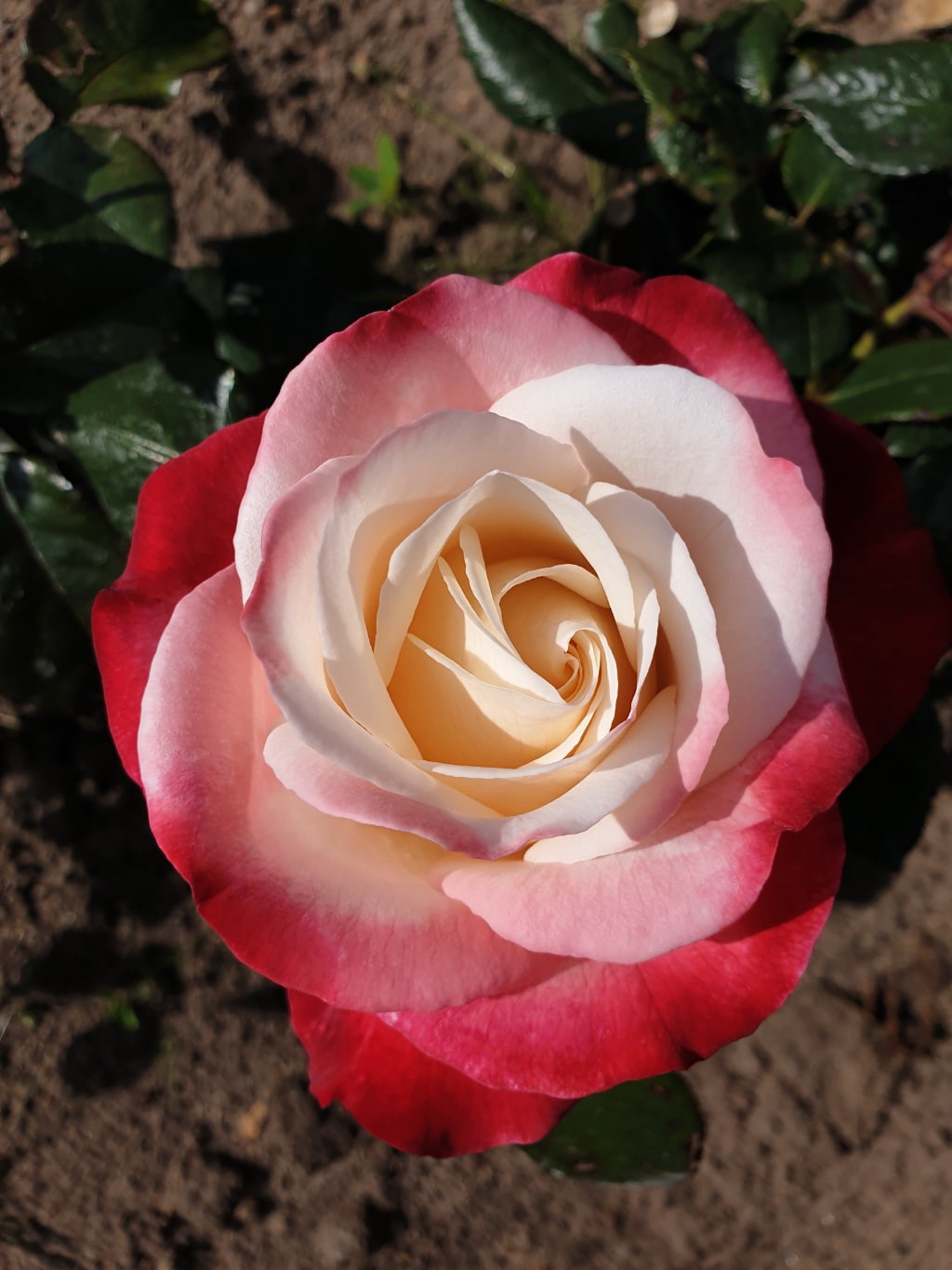 Edelrose 'Nostalgie'® Cremeweiß-Kirschrot