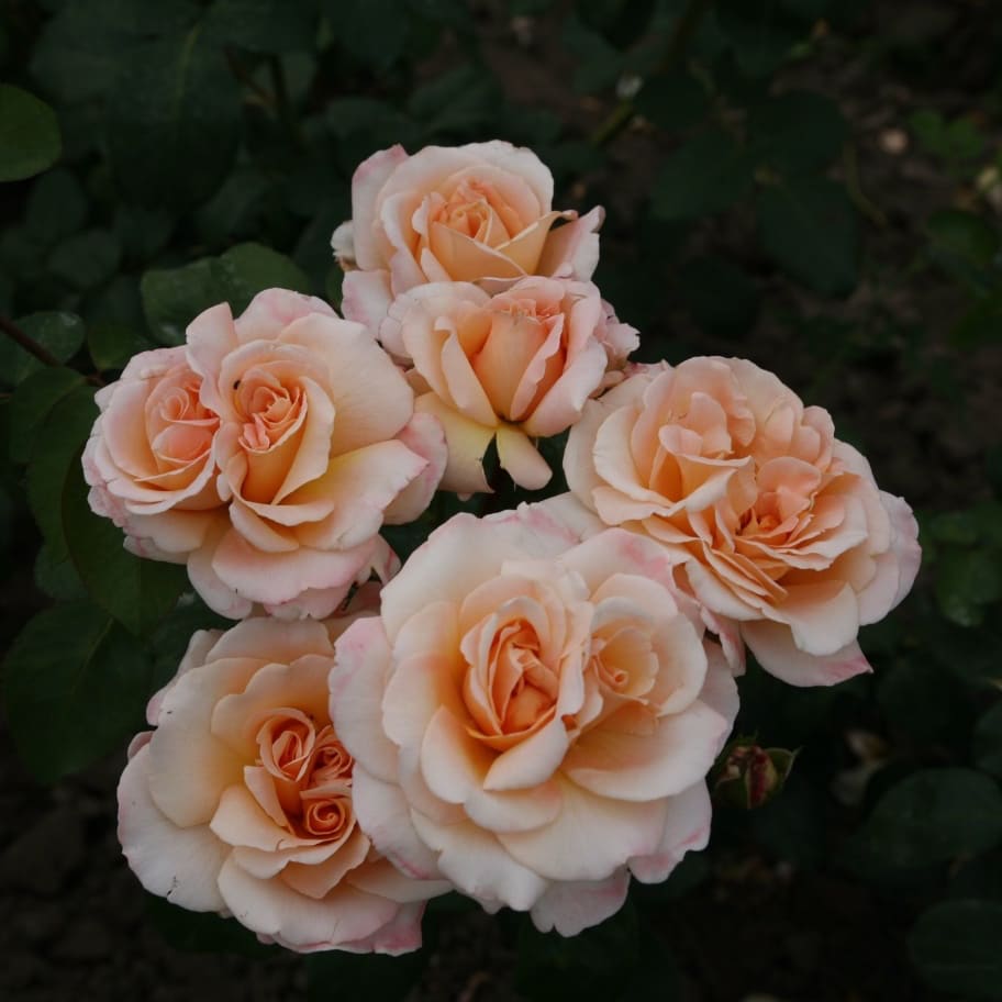 Edelrose 'Oh Happy Day'® Creme-Apricot
