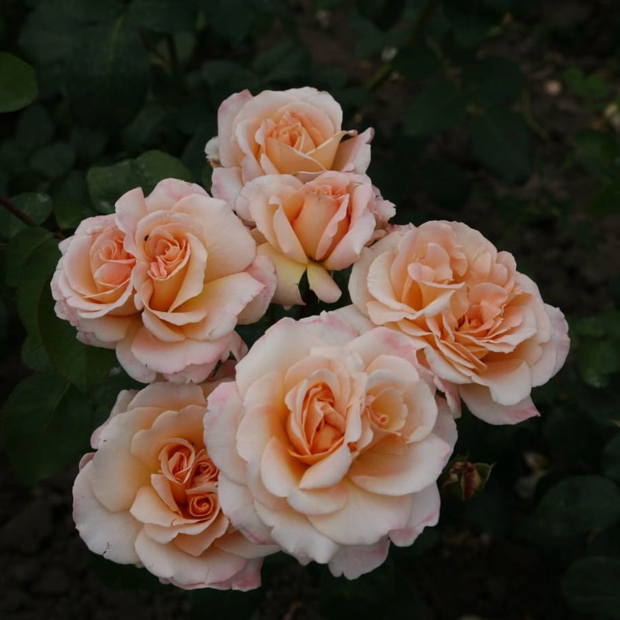 Edelrose 'Oh Happy Day'® Creme-Apricot