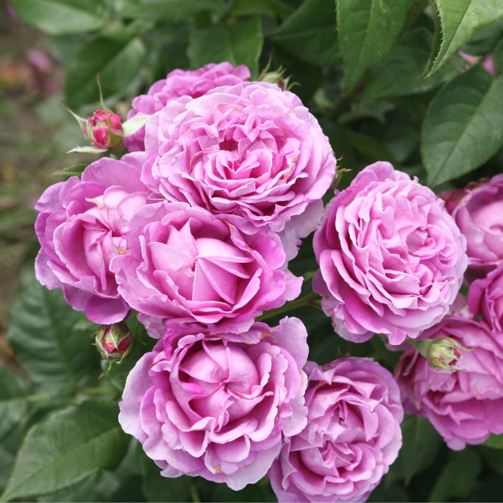 Edelrose Parfuma® 'Carmen Würth' Pink-Violett
