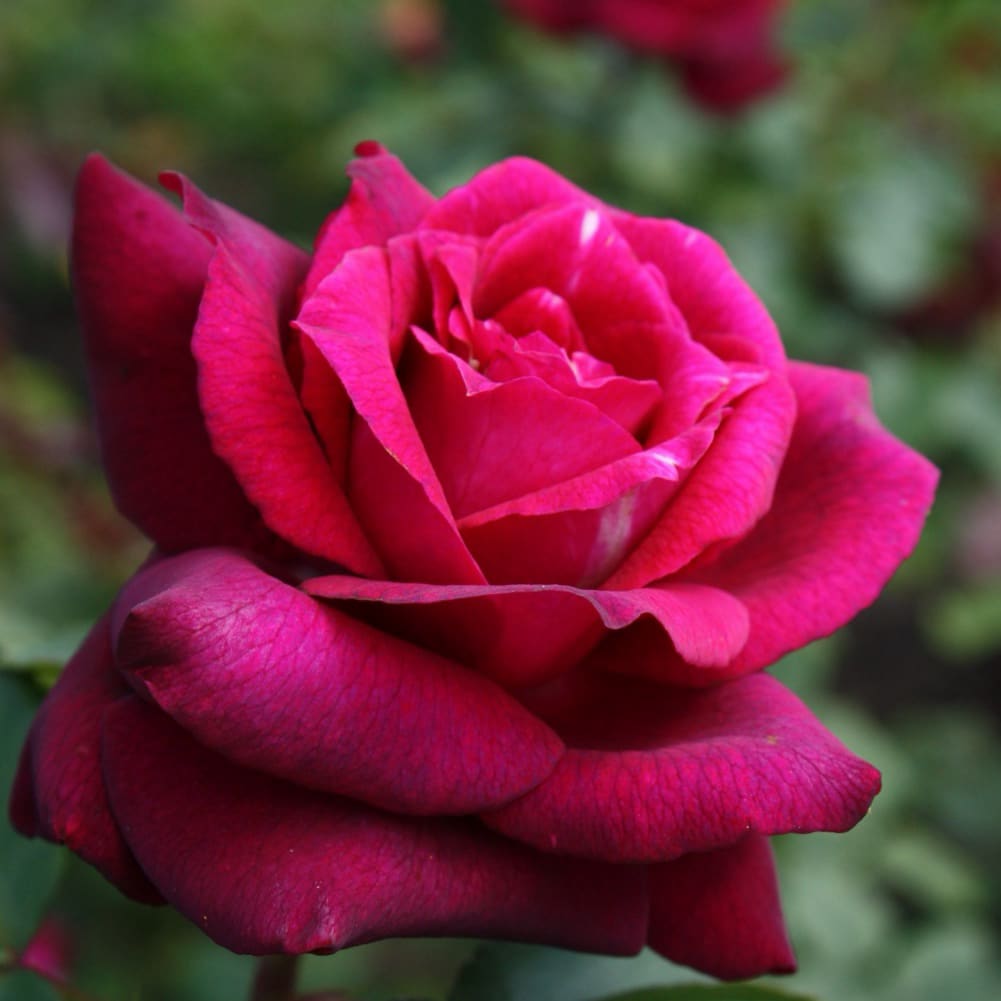 Edelrose Parfuma® 'Gräfin Diana'® Purpurviolett