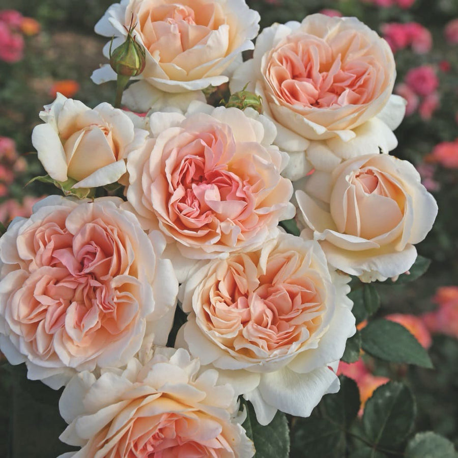 Edelrose Parfuma® 'Großherzogin Luise'® Apricot-Rosa