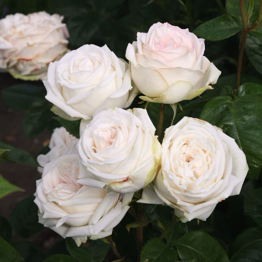 Edelrose Parfuma® 'Madame Anisette'® Creme-Apricot
