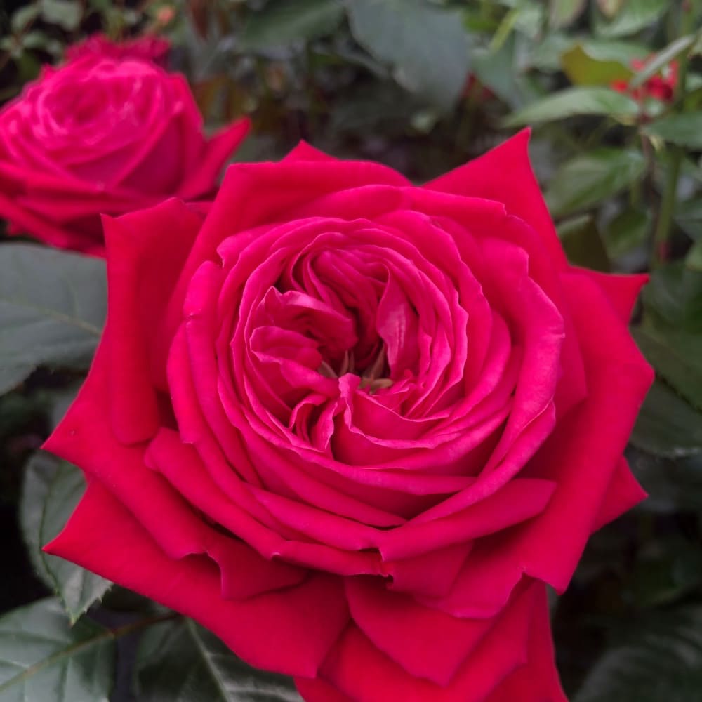 Edelrose 'Ruby Kiss'® Weinrot