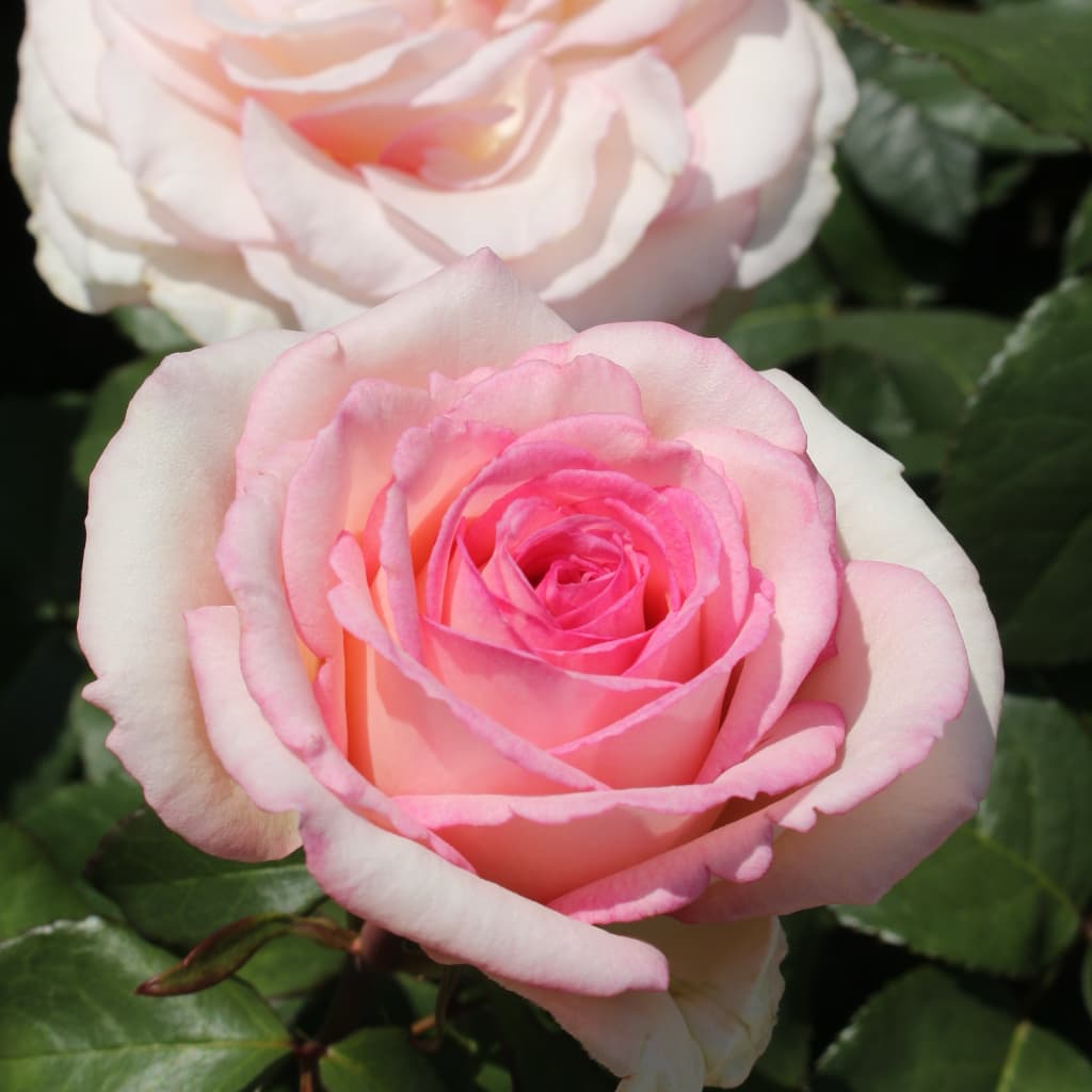Edelrose 'Souvenir® de Baden-Baden' Cremerosa
