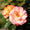 Edelrose 'Sugar Candy Rose®' Leuchtend Orange