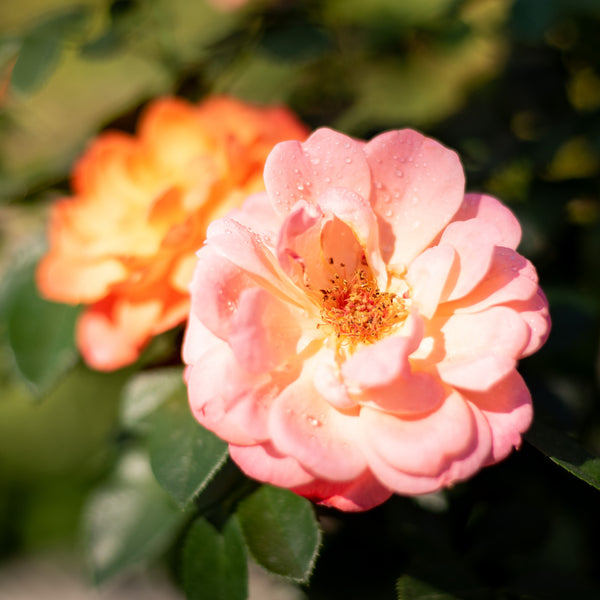 Blüte der Edelrose 'Sugar Candy Rose®'