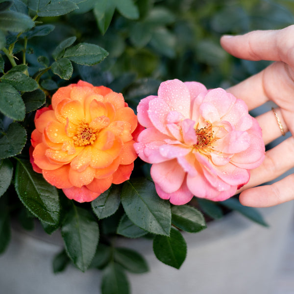 Blütenfarbe der Edelrose 'Sugar Candy Rose®'