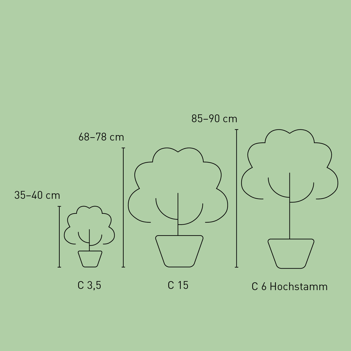 Größe der Edelrose 'Sugar Candy Rose®'