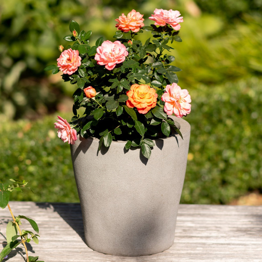 Edelrose 'Sugar Candy Rose®' im Topf
