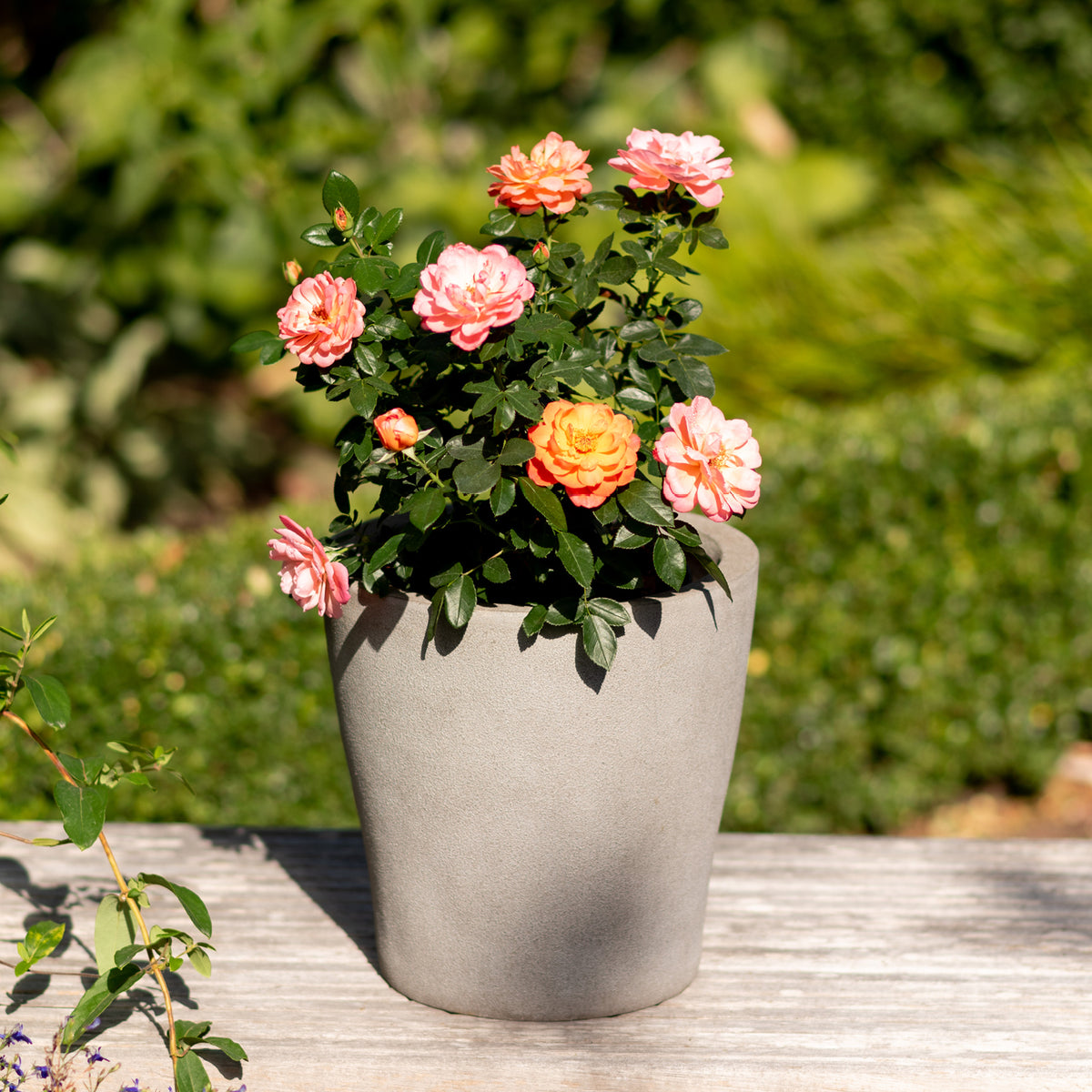 Edelrose 'Sugar Candy Rose®' im Topf