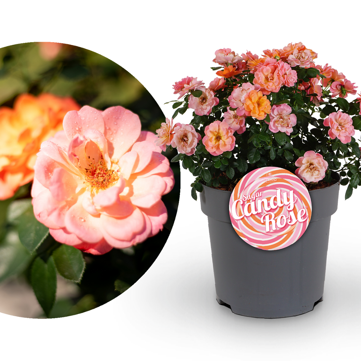Edelrose 'Sugar Candy Rose®' Leuchtend Orange