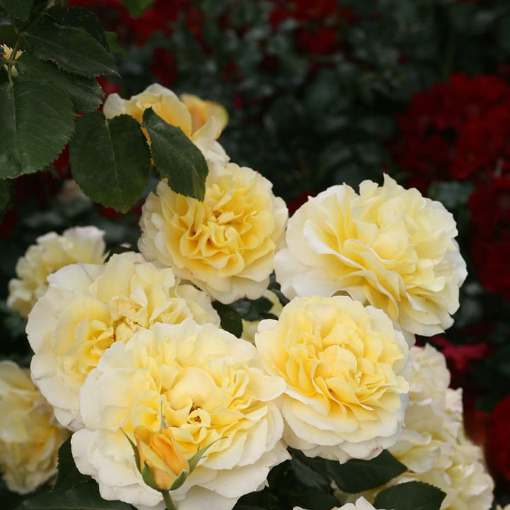 Edelrose 'Sunny Sky'® Honiggelb