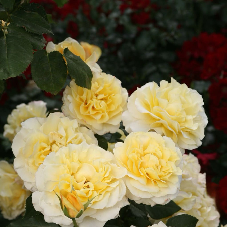 Edelrose 'Sunny Sky'® Honiggelb