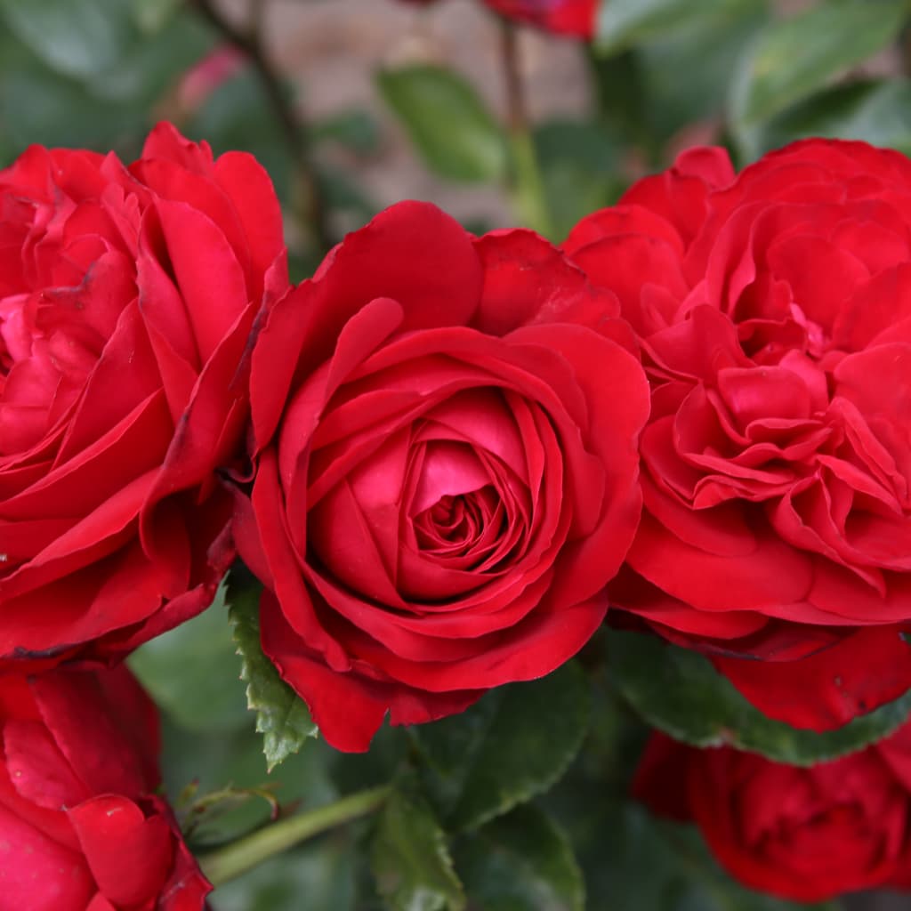 Edelrose 'Tiamo'® Rot