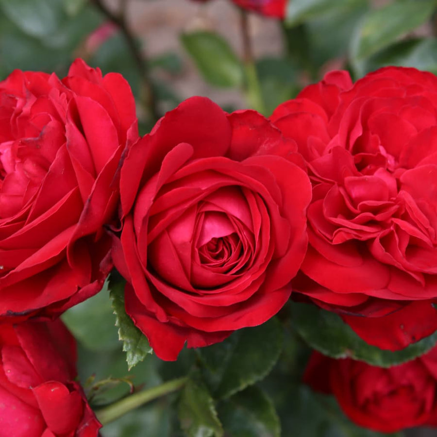 Edelrose 'Tiamo'® Rot