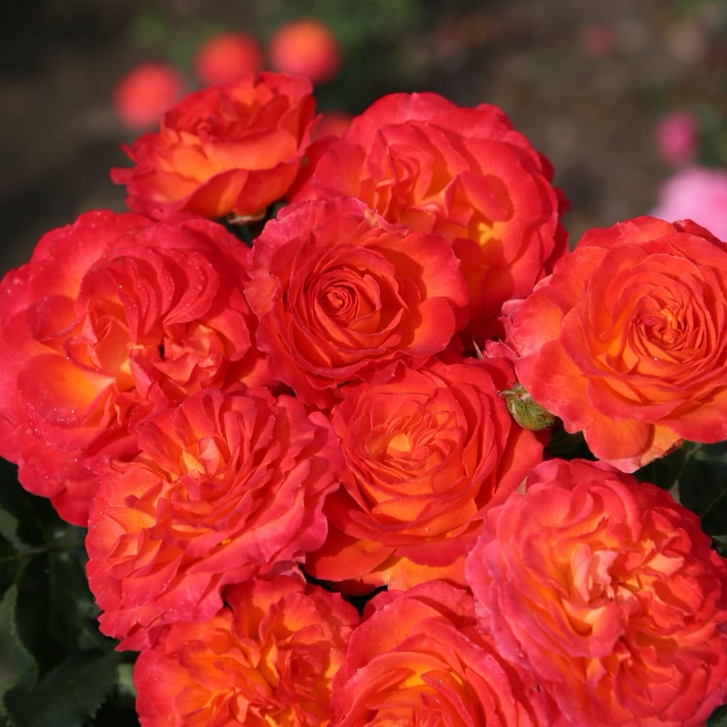 Edelrose 'Vulcano'® Kirschrot-Gelb