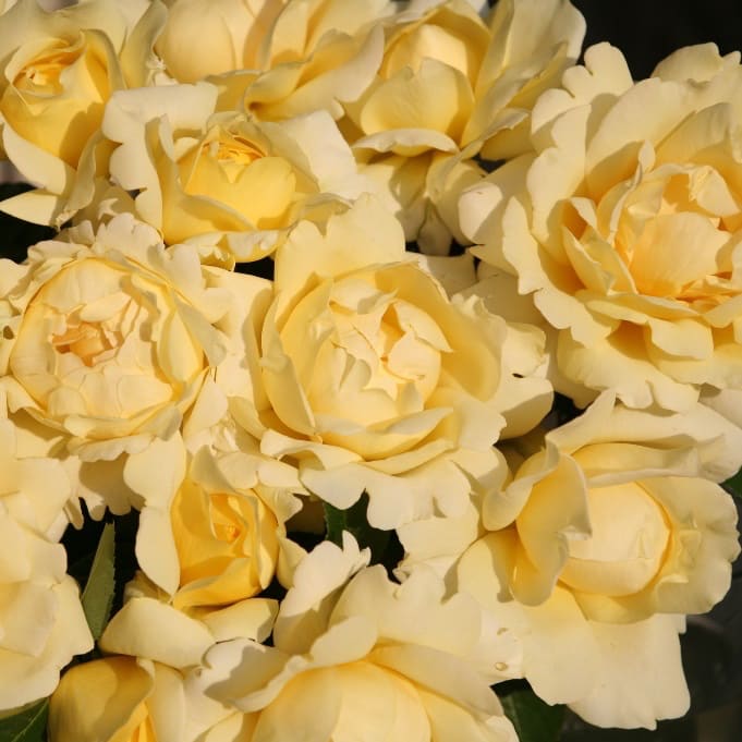 Edelrose 'Winter Sun'® Lichtgelb