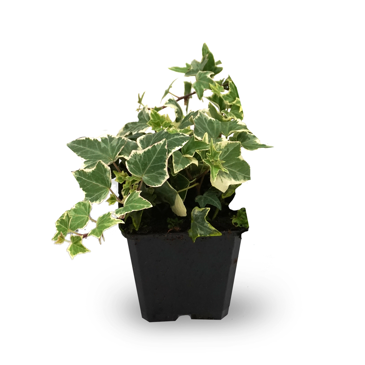 Efeu 'Little Diamond' (Mehrfach-Set)