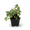 Efeu 'Little Diamond' (Mehrfach-Set)