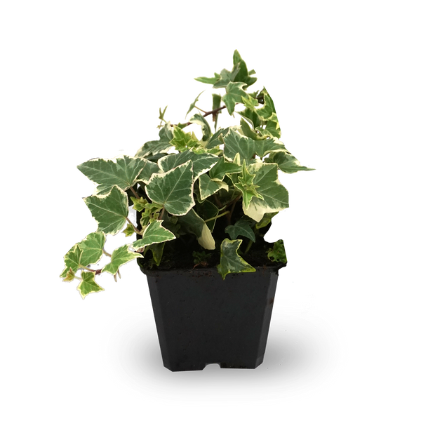 Efeu 'Little Diamond' (Mehrfach-Set)