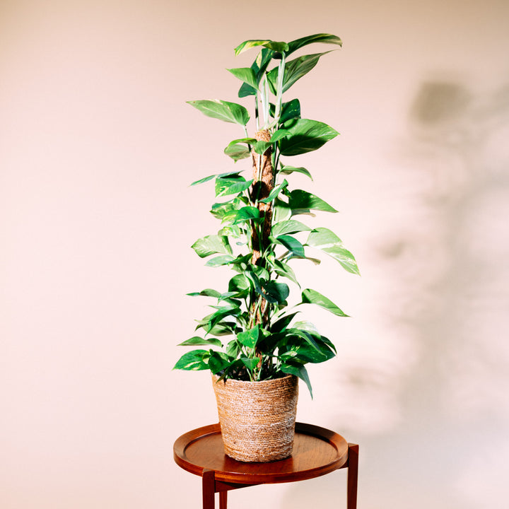 pothos pflanze kaufen Efeutute am Moosstab kaufen