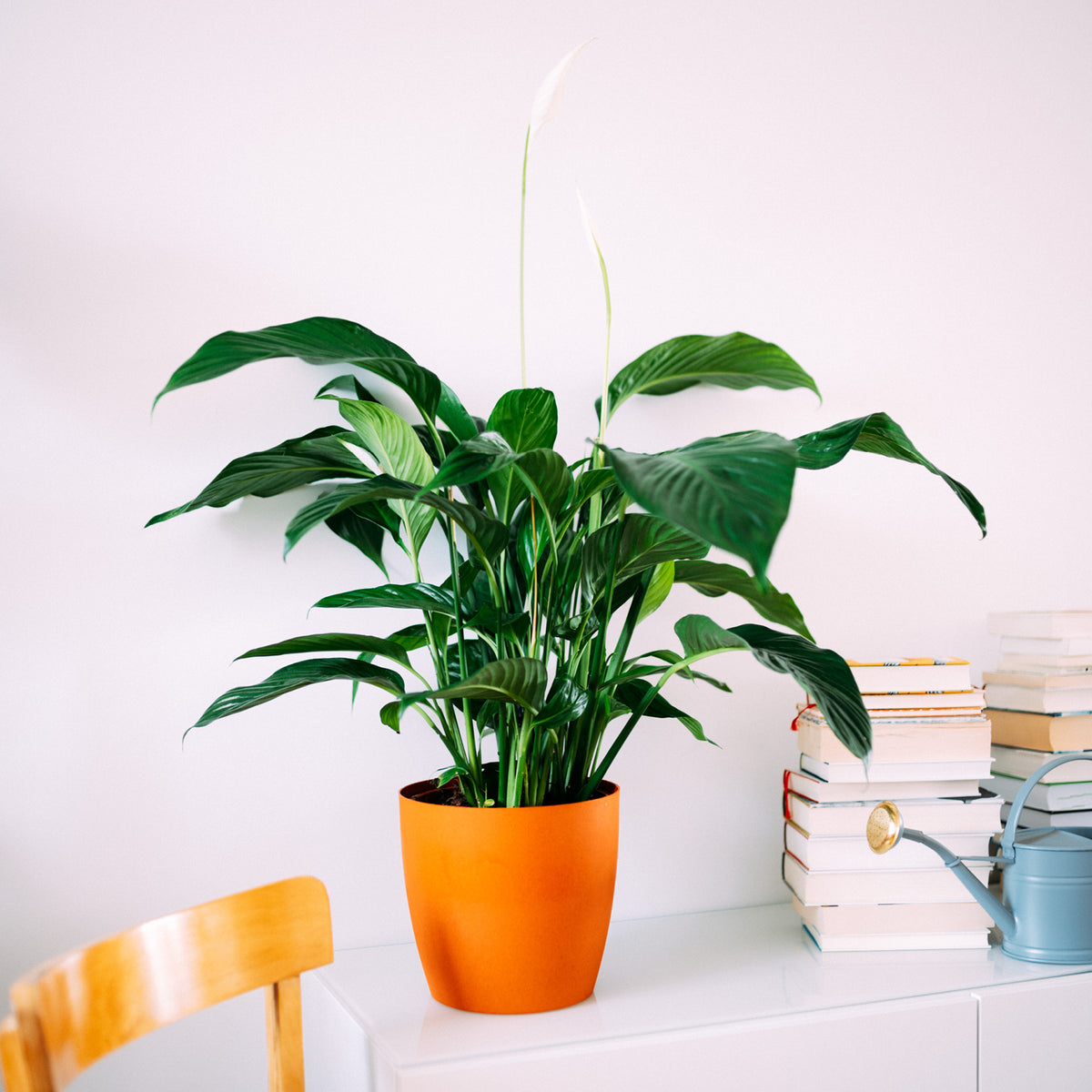 Einblatt 'Sweet Lauretta' im Wohnzimmer