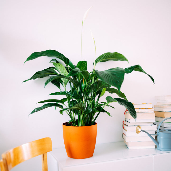 Einblatt 'Sweet Lauretta' im Wohnzimmer
