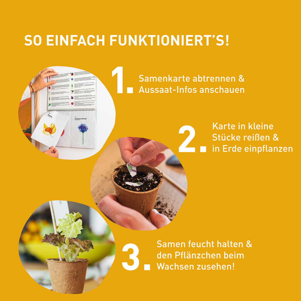 Aussaat des Einpflanzbaren Kalenders