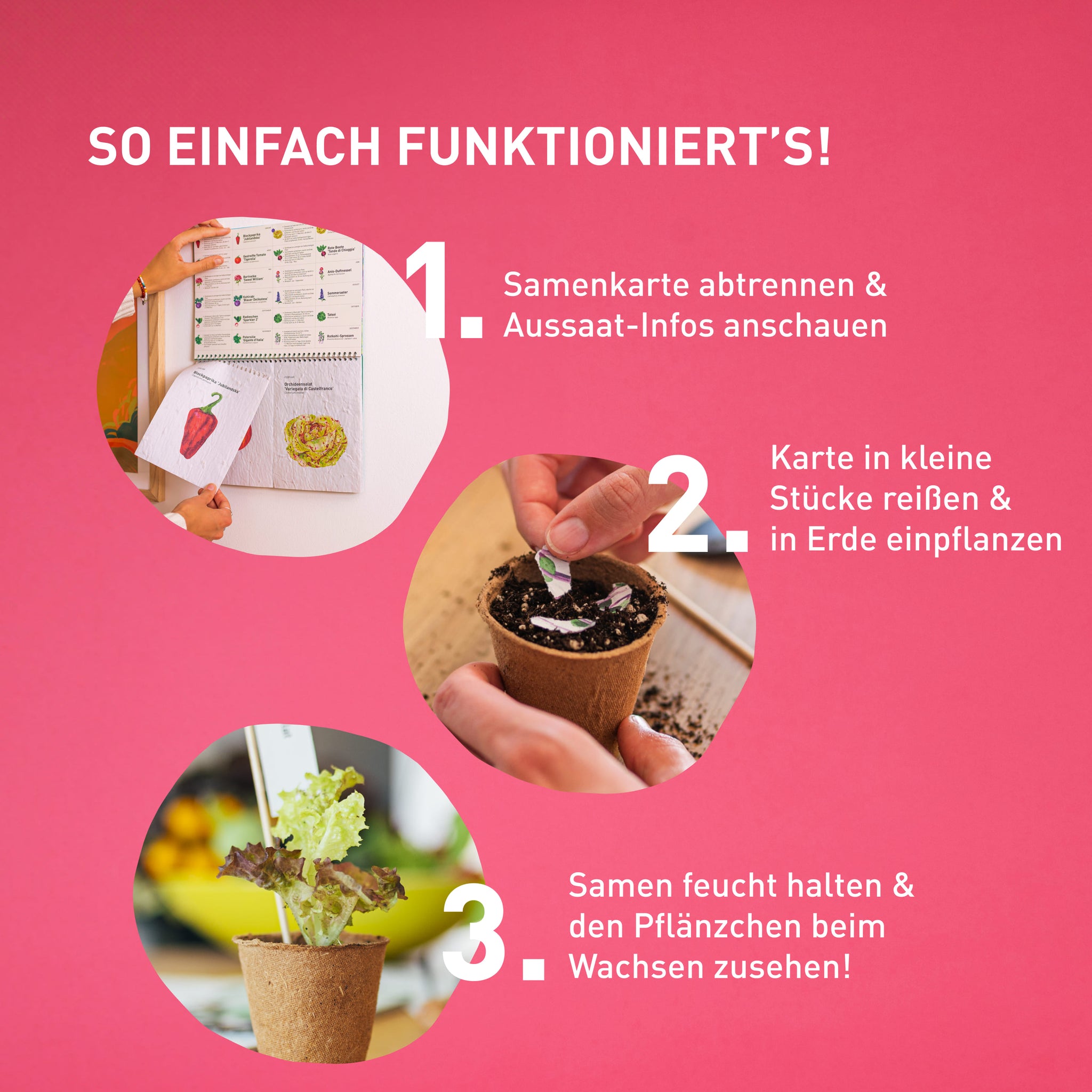 Aussaat des Einpflanzbaren Kalenders
