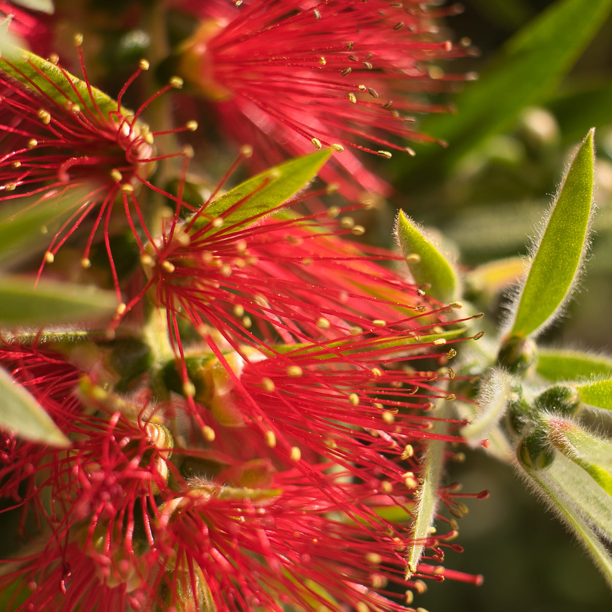 Rote Blüte einer Metrosideros excelsa
