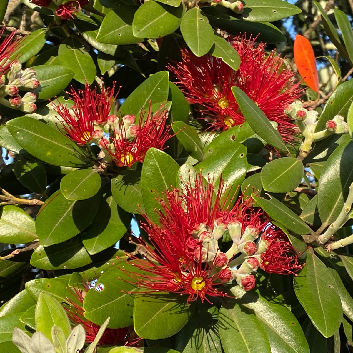 Rote Blüte und grüne Blätter an Eisenholzbaum Metrosideros excelsa