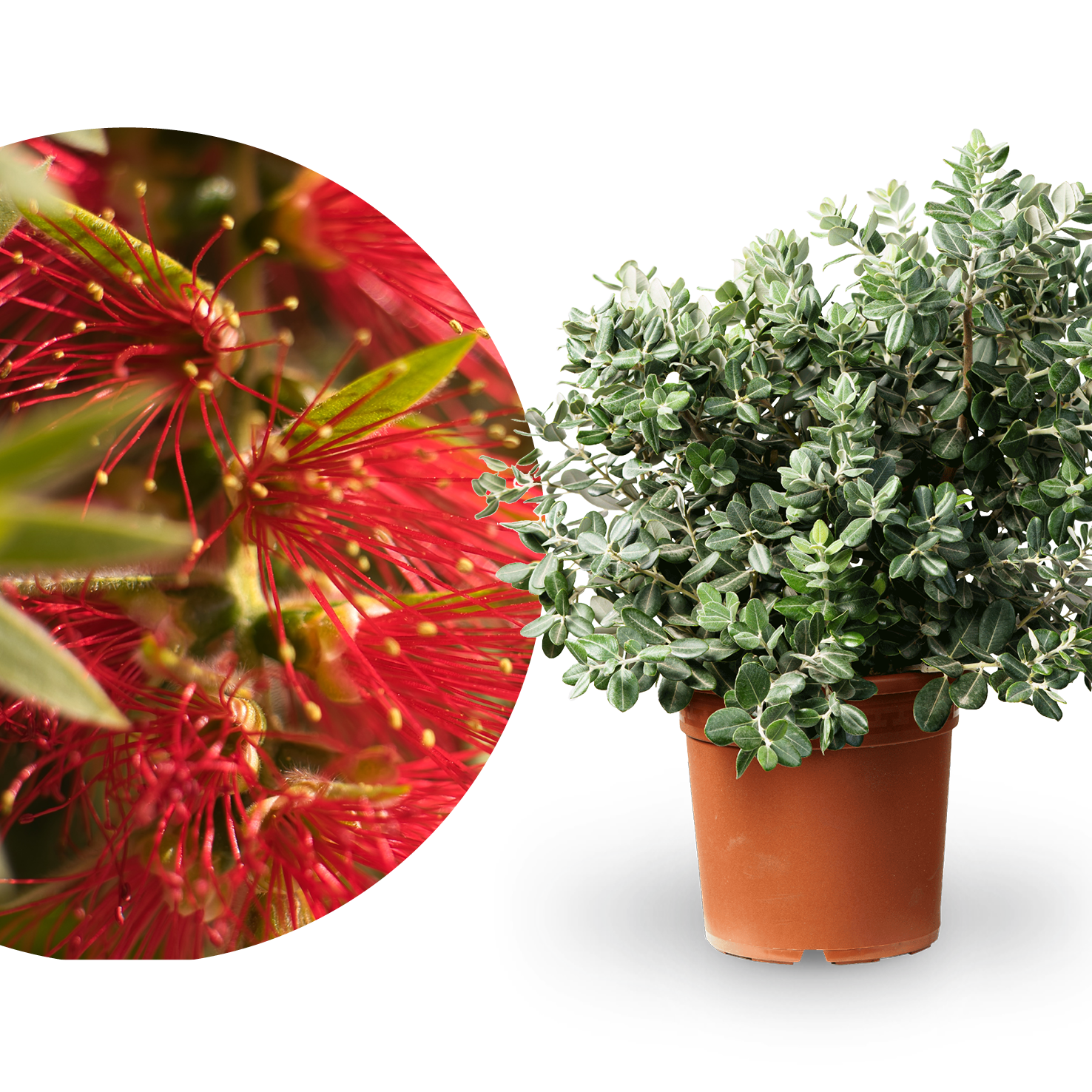Eisenholzbaum Rot