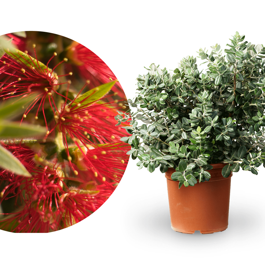 Eisenholzbaum Rot