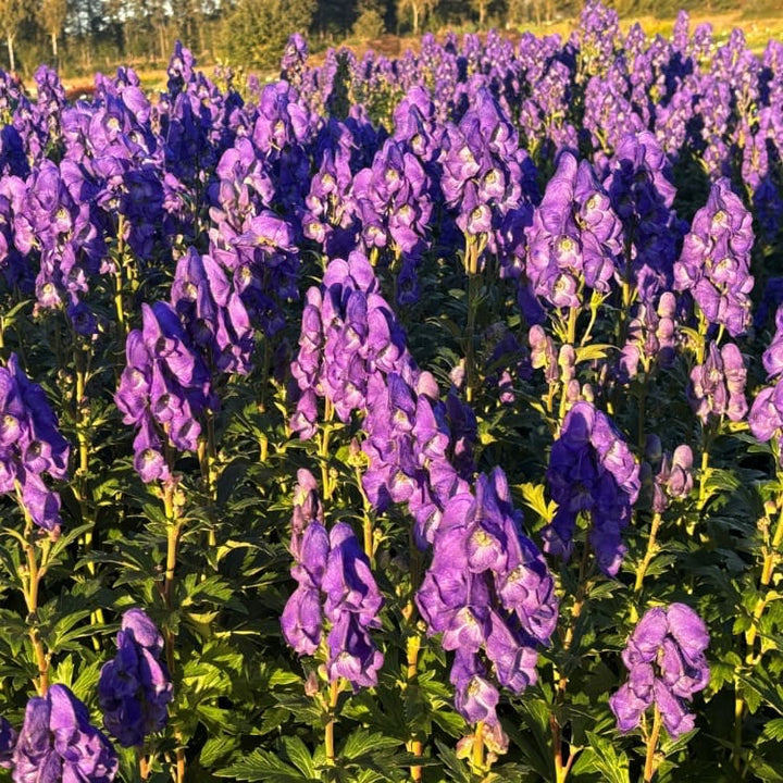 Eisenhut 'Arendsii' Blau