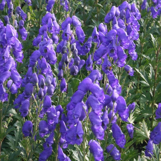 Eisenhut 'Arendsii' Blau