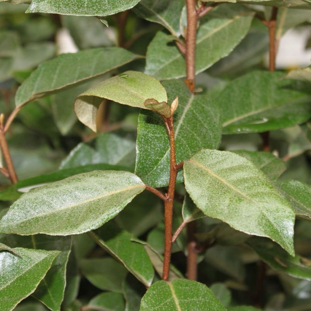 Elaeagnus ebbingei 'Compacta'
