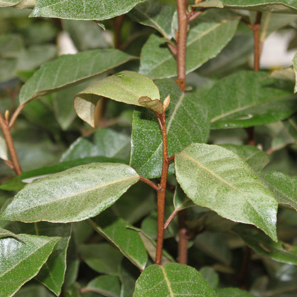 Elaeagnus ebbingei 'Compacta'