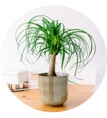 Bloomique Elefantenfuß 2er Set - Beaucarnea Zimmerpflanzen 30-40cm