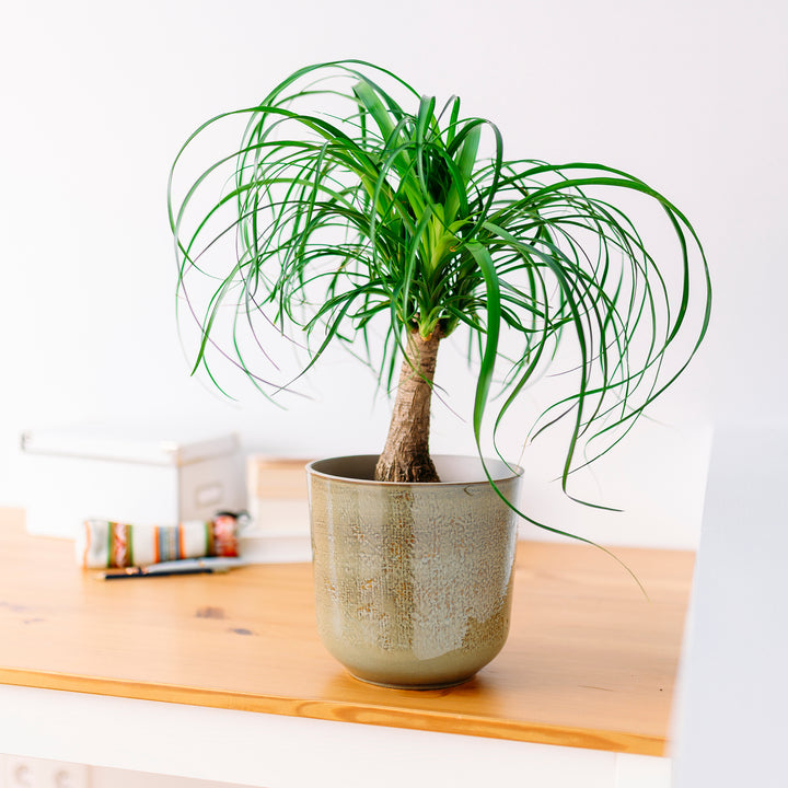 elefantenfuß kaufen hornbach Elefantenfuß (Beaucarnea recurvata) kaufen