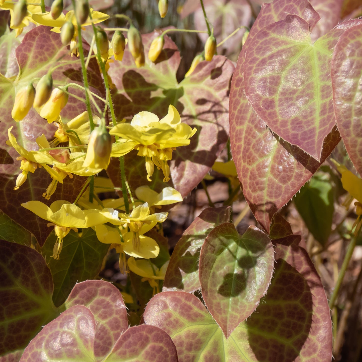 Elfenblume 'Frohnleiten' Gelb