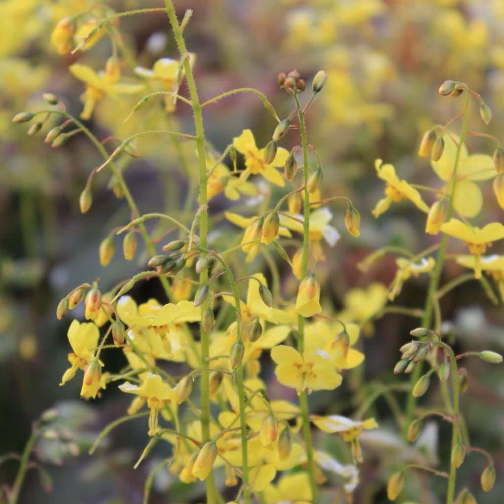 Elfenblume 'Frohnleiten' Gelb