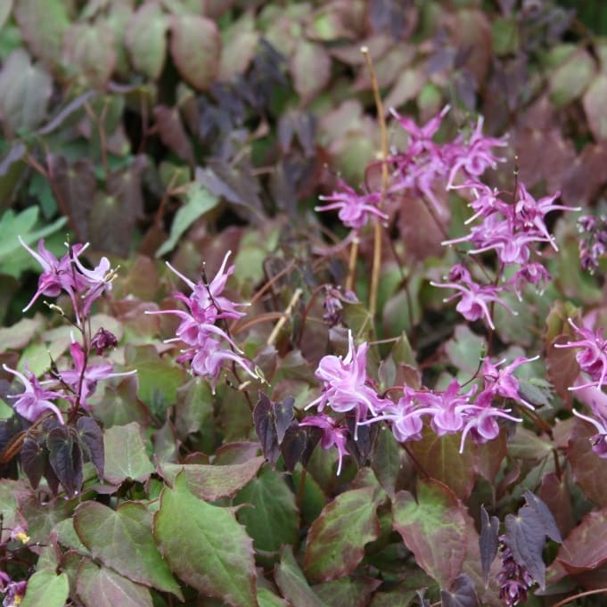 Elfenblume 'Lilafee' Lila