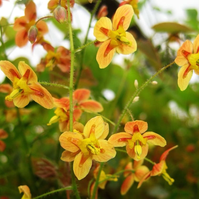 Elfenblume 'Orangekönigin' Orange