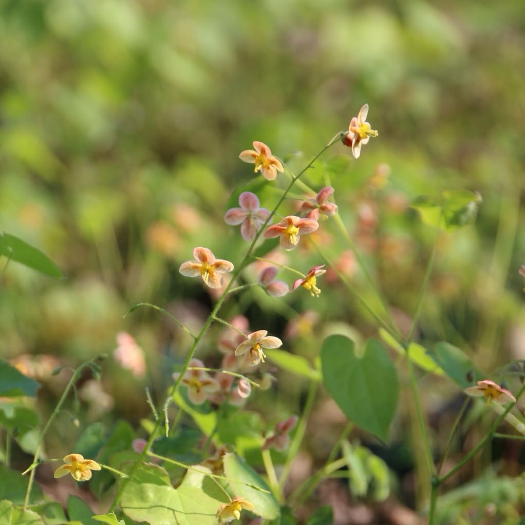 Elfenblume 'Orangekönigin' Orange