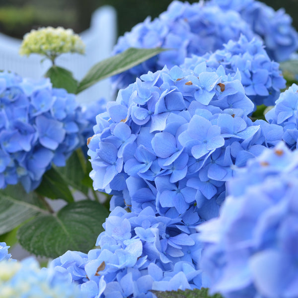 Blüte der Hortensie Endless Summer® 'The Original' Blau